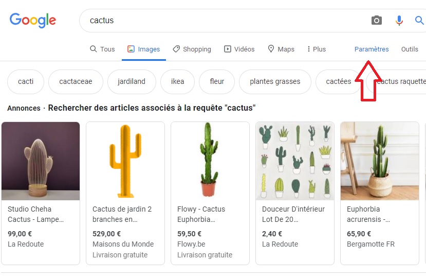 Résultats de recherche d'images de cactus dans Google images